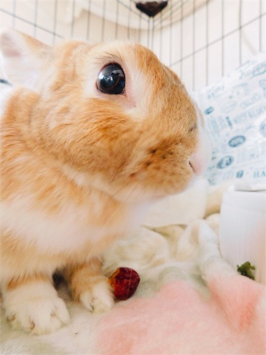 f:id:miwachann7777:20190422164910j:image f:id:miwachann7777:20190422164910j:image