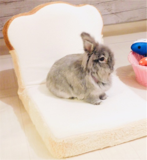 f:id:miwachann7777:20190422164929j:image f:id:miwachann7777:20190422164929j:image