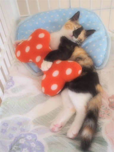 f:id:miwachann7777:20190424105547j:image f:id:miwachann7777:20190424105547j:image