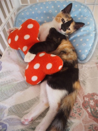 f:id:miwachann7777:20190424105556j:image f:id:miwachann7777:20190424105556j:image