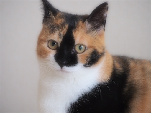 f:id:miwachann7777:20190424105646j:image f:id:miwachann7777:20190424105646j:image