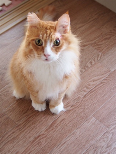 f:id:miwachann7777:20190507064926j:image f:id:miwachann7777:20190507064926j:image