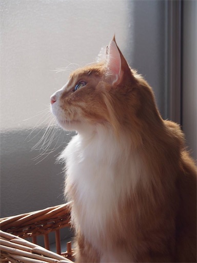 f:id:miwachann7777:20190507065321j:image f:id:miwachann7777:20190507065321j:image