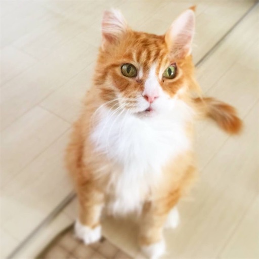 f:id:miwachann7777:20190507065324j:image f:id:miwachann7777:20190507065324j:image