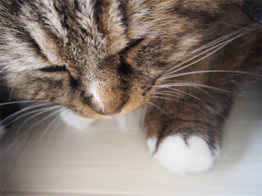 f:id:miwachann7777:20190510072730j:image f:id:miwachann7777:20190510072730j:image