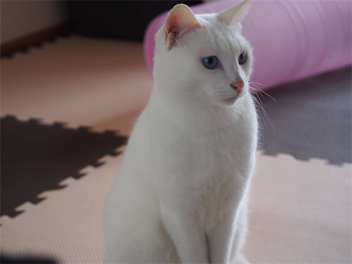 f:id:miwachann7777:20190510072950j:image f:id:miwachann7777:20190510072950j:image