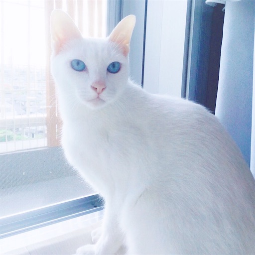 f:id:miwachann7777:20190510074200j:image f:id:miwachann7777:20190510074200j:image
