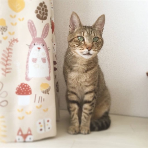 f:id:miwachann7777:20190510074204j:image f:id:miwachann7777:20190510074204j:image