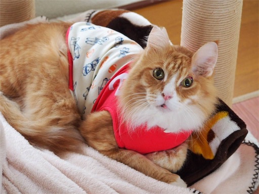 f:id:miwachann7777:20190510075237j:image f:id:miwachann7777:20190510075237j:image
