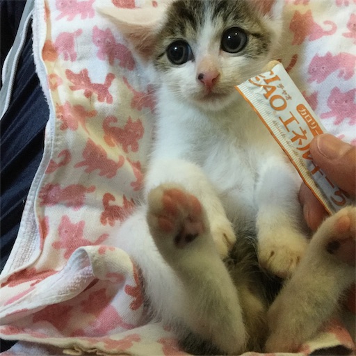 f:id:miwachann7777:20190510083339j:image f:id:miwachann7777:20190510083339j:image