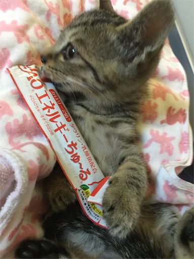 f:id:miwachann7777:20190510083404j:image f:id:miwachann7777:20190510083404j:image