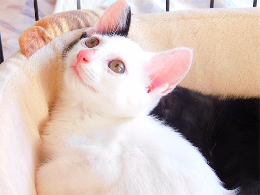 f:id:miwachann7777:20190510083722j:image f:id:miwachann7777:20190510083722j:image