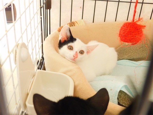 f:id:miwachann7777:20190510083726j:image f:id:miwachann7777:20190510083726j:image