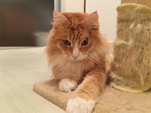 f:id:miwachann7777:20190510084633j:image f:id:miwachann7777:20190510084633j:image
