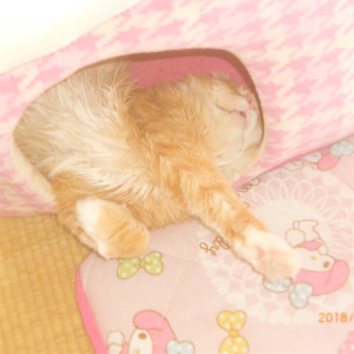 f:id:miwachann7777:20190510085227j:image f:id:miwachann7777:20190510085227j:image