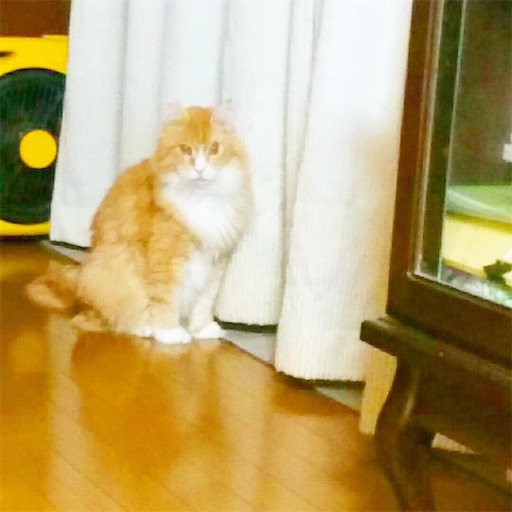 f:id:miwachann7777:20190510085232j:image f:id:miwachann7777:20190510085232j:image