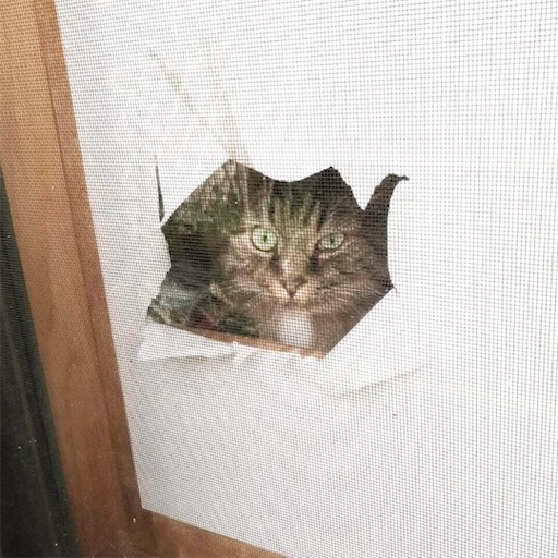 f:id:miwachann7777:20190510085240j:image f:id:miwachann7777:20190510085240j:image