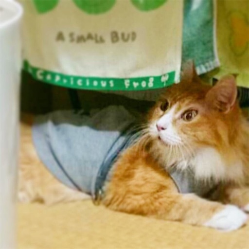 f:id:miwachann7777:20190510085309j:image f:id:miwachann7777:20190510085309j:image