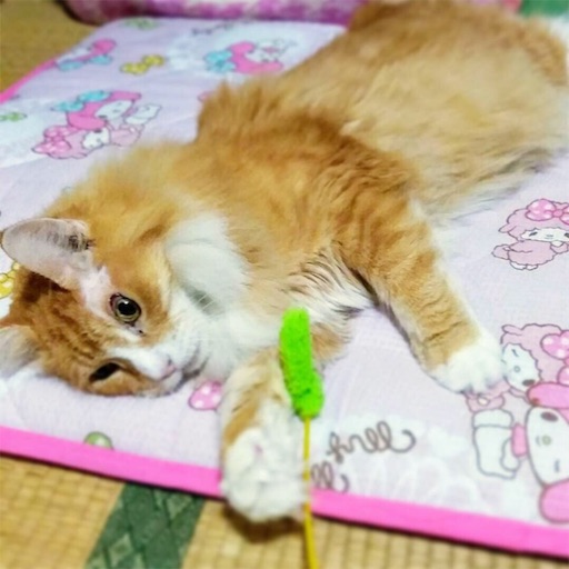 f:id:miwachann7777:20190510085320j:image f:id:miwachann7777:20190510085320j:image