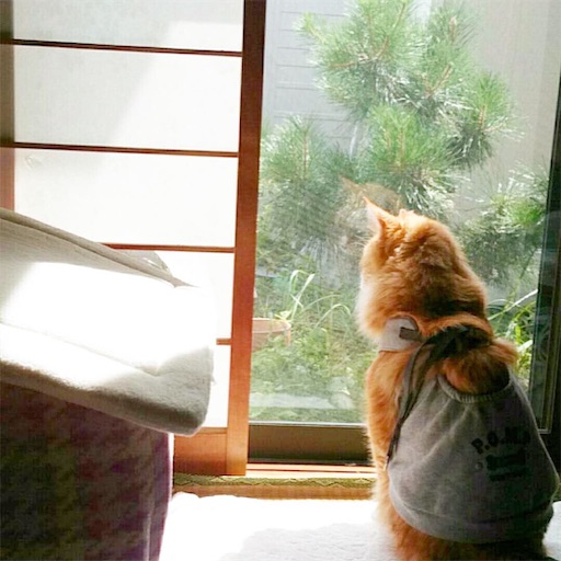 f:id:miwachann7777:20190510085327j:image f:id:miwachann7777:20190510085327j:image