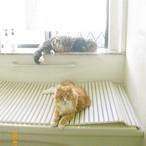 f:id:miwachann7777:20190510085331j:image f:id:miwachann7777:20190510085331j:image
