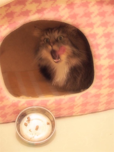 f:id:miwachann7777:20190510085657j:image f:id:miwachann7777:20190510085657j:image
