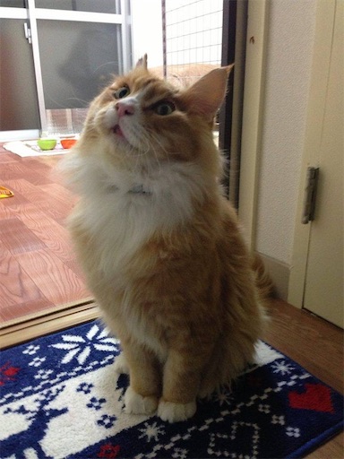 f:id:miwachann7777:20190510085729j:image f:id:miwachann7777:20190510085729j:image