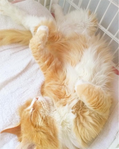 f:id:miwachann7777:20190510085733j:image f:id:miwachann7777:20190510085733j:image