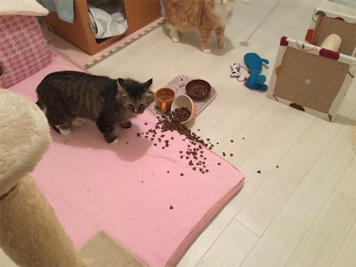 f:id:miwachann7777:20190510093034j:image f:id:miwachann7777:20190510093034j:image