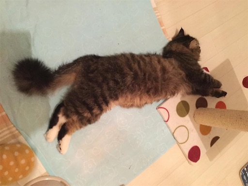 f:id:miwachann7777:20190510094019j:image f:id:miwachann7777:20190510094019j:image