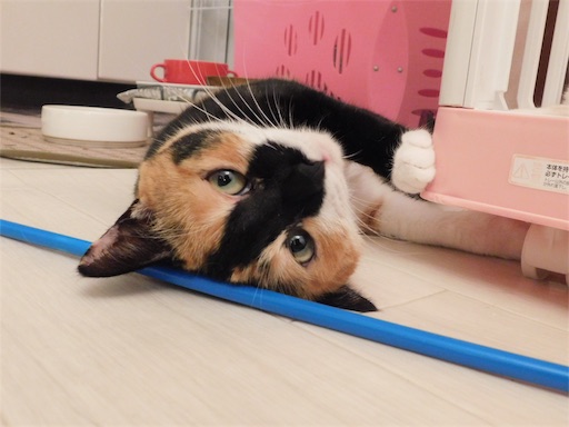f:id:miwachann7777:20190510110554j:image f:id:miwachann7777:20190510110554j:image