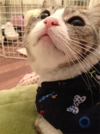 f:id:miwachann7777:20190510110942j:image f:id:miwachann7777:20190510110942j:image