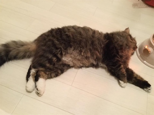 f:id:miwachann7777:20190510114212j:image f:id:miwachann7777:20190510114212j:image