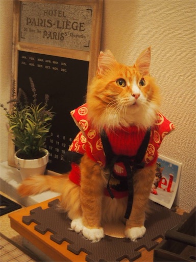 f:id:miwachann7777:20190510114408j:image f:id:miwachann7777:20190510114408j:image