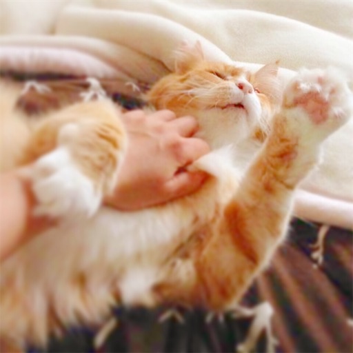f:id:miwachann7777:20190510114647j:image f:id:miwachann7777:20190510114647j:image