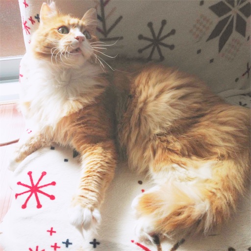 f:id:miwachann7777:20190510114840j:image f:id:miwachann7777:20190510114840j:image