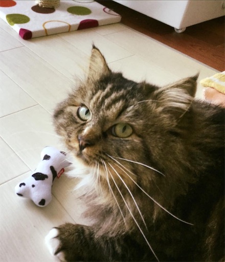 f:id:miwachann7777:20190510115215j:image f:id:miwachann7777:20190510115215j:image