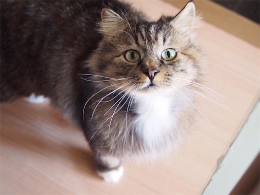 f:id:miwachann7777:20190510115221j:image f:id:miwachann7777:20190510115221j:image