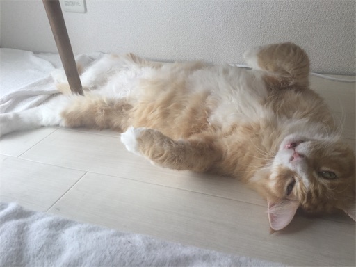 f:id:miwachann7777:20190510115430j:image f:id:miwachann7777:20190510115430j:image