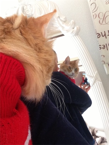f:id:miwachann7777:20190510115434j:image f:id:miwachann7777:20190510115434j:image