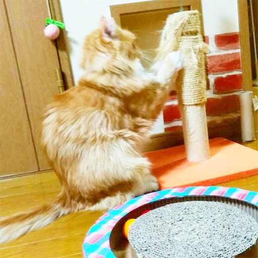 f:id:miwachann7777:20190510151838j:image f:id:miwachann7777:20190510151838j:image