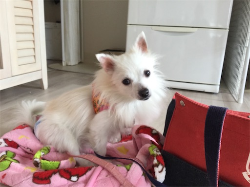 f:id:miwachann7777:20191215125545j:image
