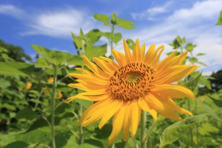 f:id:miwakaikei:20140807134013j:image:w640