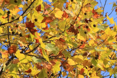 f:id:miwakaikei:20151103110217j:image:w640