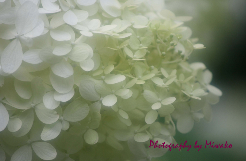 f:id:miwako-amano:20160725010837j:plain f:id:miwako-amano:20160725010837j:plain
