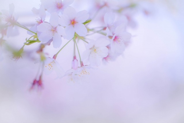 f:id:miwakoherai:20190402065914j:plain f:id:miwakoherai:20190402065914j:plain