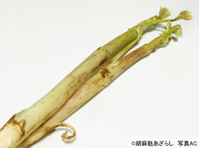 f:id:miwamomoka:20180331084551j:plain