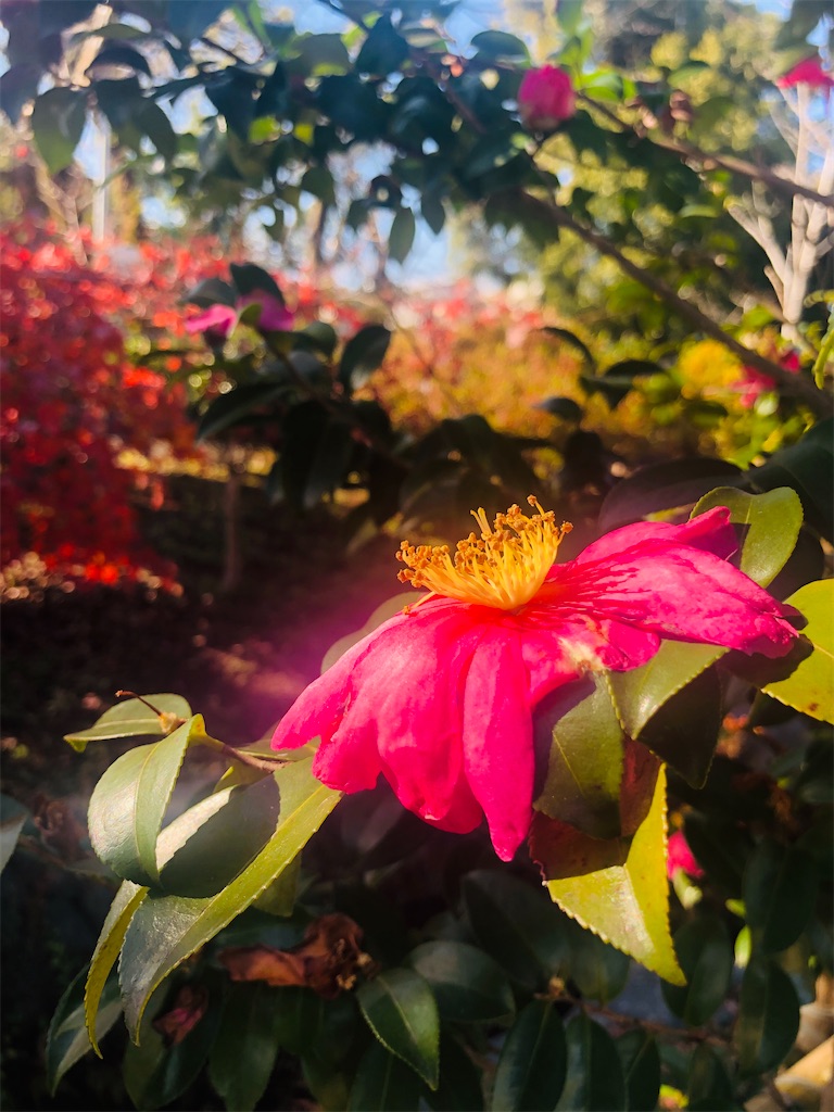 f:id:miwatime0426:20191226212918j:image f:id:miwatime0426:20191226212918j:image