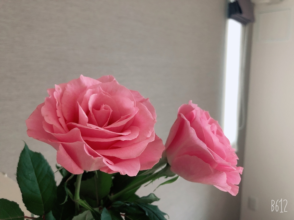 f:id:miwatime0426:20200127103533j:plain