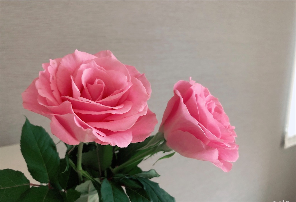 f:id:miwatime0426:20200215163753j:plain f:id:miwatime0426:20200215163753j:plain